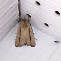 Leucania incognita - Hodges#10450