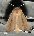 Leucania incognita - Hodges#10450 - photo 2
