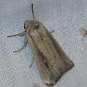 Leucania incognita - Hodges#10450 - photo 3