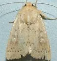 Unarmed Wainscot - Hodges#10459 - Leucania inermis