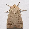 Unarmed Wainscot - Hodges#10459 - photo 2