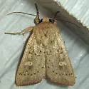 Unarmed Wainscot - Hodges#10459 - photo 3