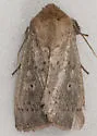 Unarmed Wainscot - Hodges#10459 - photo 4