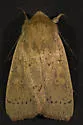 Unarmed Wainscot - Hodges#10459 - photo 5