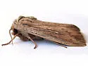 Leucania insueta - Hodges#10449 - Leucania insueta