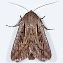 Leucania insueta - Hodges#10449 - photo 2