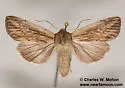 Leucania insueta - Hodges#10449 - photo 4