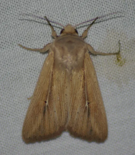 Linda Wainscot - Hodges#10445 - Leucania linda