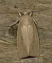 Linen Wainscot Moth - Hodges#10440 - photo 2
