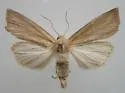 Linen Wainscot Moth - Hodges#10440 - photo 3