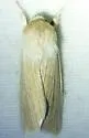 Linen Wainscot Moth - Hodges#10440 - photo 4