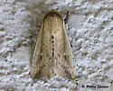 Linen Wainscot Moth - Hodges#10440 - photo 5
