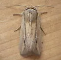 Many-lined Wainscot - Hodges#10446 - photo 2