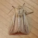 Many-lined Wainscot - Hodges#10446 - photo 3