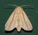 Many-lined Wainscot - Hodges#10446 - photo 4