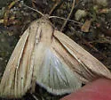 Many-lined Wainscot - Hodges#10446 - photo 5