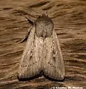 Leucania oaxacana - Hodges#10451 - photo 2