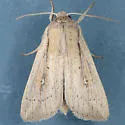 Leucania oaxacana - Hodges#10451 - photo 3