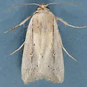 Leucania oaxacana - Hodges#10451 - photo 4