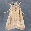 Leucania oaxacana - Hodges#10451 - photo 5