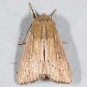 Oregon Wainscot - Hodges#10441.1