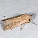 Oregon Wainscot - Hodges#10441.1 - photo 2