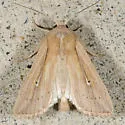 Oregon Wainscot - Hodges#10441.1 - photo 3