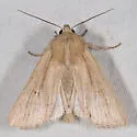 Oregon Wainscot - Hodges#10441.1 - photo 4
