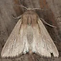 Oregon Wainscot - Hodges#10441.1 - photo 5