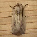 Phragmites Wainscot - Hodges#10444 - photo 2