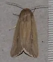 Phragmites Wainscot - Hodges#10444 - photo 3
