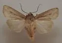 Phragmites Wainscot - Hodges#10444 - photo 4
