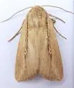 Phragmites Wainscot - Hodges#10444 - photo 5