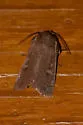 False Wainscot - Hodges#10462 - photo 2