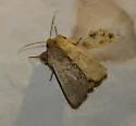 False Wainscot - Hodges#10462 - photo 5