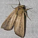 Scirpus Wainscot - Hodges#10455 - Leucania scirpicola