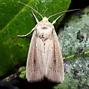 Scirpus Wainscot - Hodges#10455 - photo 3