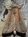 Scirpus Wainscot - Hodges#10455 - photo 4