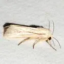 Leucania solita - Hodges#10458.1 - photo 2