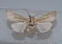 Leucania solita - Hodges#10458.1 - photo 4