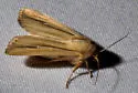Leucania stolata - Hodges#10453 - photo 2