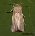Leucania stolata - Hodges#10453 - photo 3