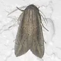 White-dotted Wainscot - Hodges#10453.1 - Leucania subpunctata