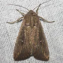 White-dotted Wainscot - Hodges#10453.1 - photo 2