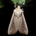 White-dotted Wainscot - Hodges#10453.1 - photo 3