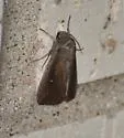 White-dotted Wainscot - Hodges#10453.1 - photo 4