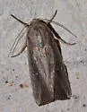 White-dotted Wainscot - Hodges#10453.1 - photo 5