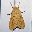 Long-streaked Tussock Moth - Hodges#8217 - Leucanopsis longa