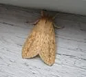 Long-streaked Tussock Moth - Hodges#8217 - photo 2