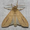 Long-streaked Tussock Moth - Hodges#8217 - photo 3
